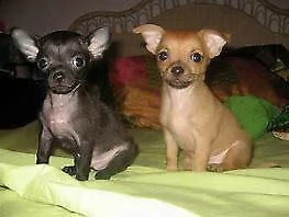 cucciolo di mix chiwawa perfettissimo inteligentissimo e velocissimo 