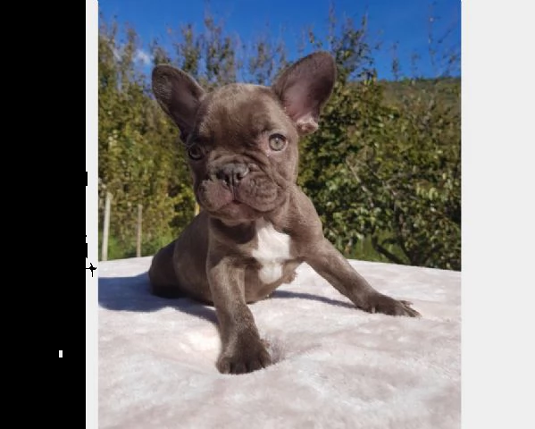 cuccioli di razza - french bulldog - occhi blu