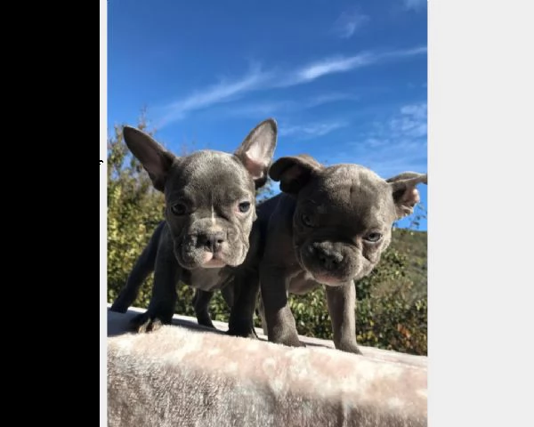 cuccioli di razza - french bulldog - occhi blu | Foto 2