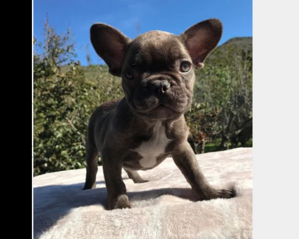 cuccioli di razza - french bulldog - occhi blu | Foto 1