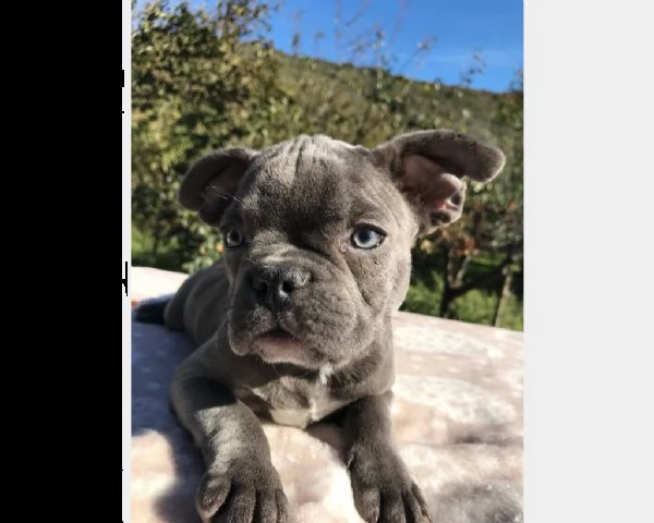 cuccioli di razza - french bulldog - occhi blu | Foto 0