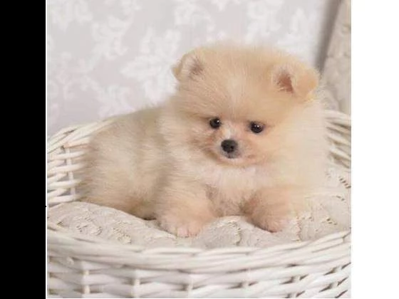 micro mini cucciolini volpini pomerania toy stupendissimi eccellentissimi 