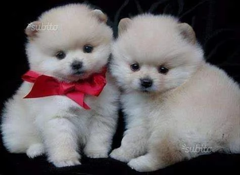disponibili cuccioli di volpini pomerania toy semplicissimi e vivacissimi d