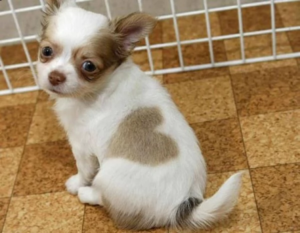 prezioso rifiuti chihuahua adozione regalo