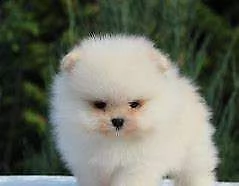 disponiamo cucciolo di spitz mini mini toy perfettissimi originalissimi