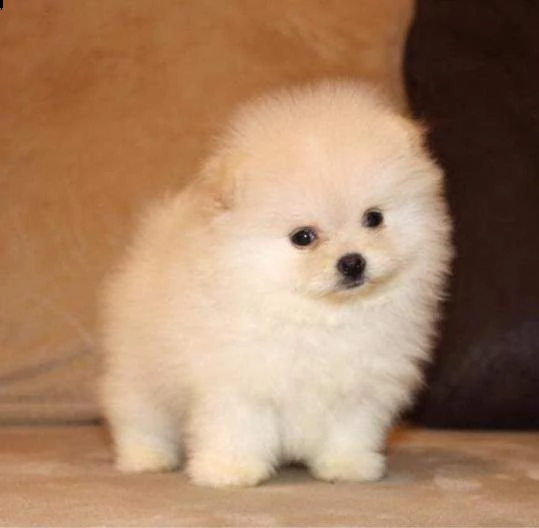 spitz pomerania toy bellissimi e originalissimi di 70 giorni maschi e femmine