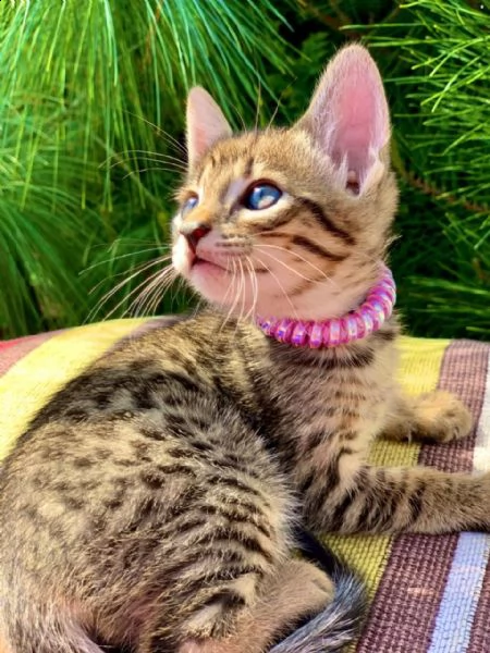 bengala maschio e femmina