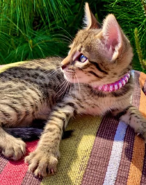 bengala gattini di razza di 65 giorni