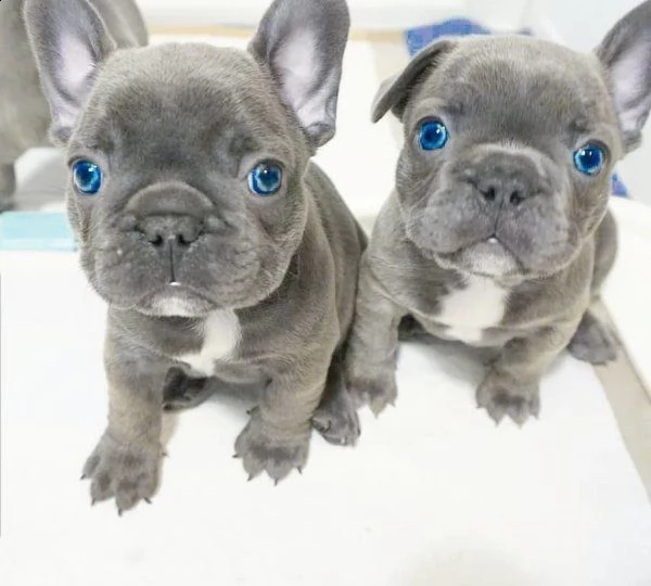 cuccioli di bulldog francese di 13 settimane per adozione