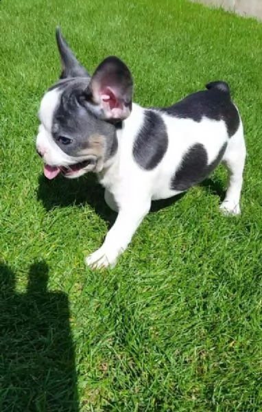 cuccioli di bouledogue francese