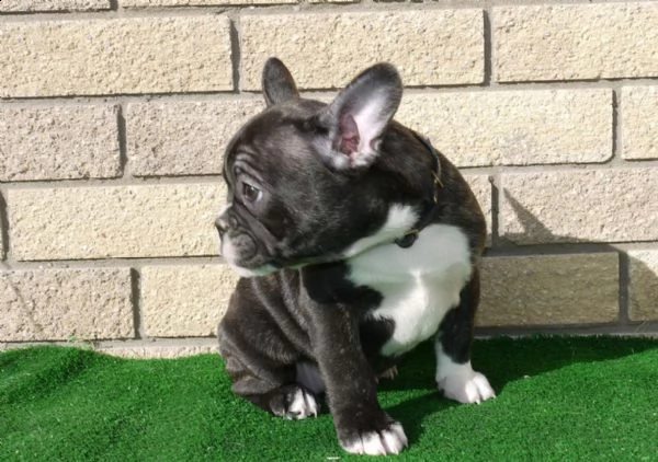 cuccioli di bouledogue francese | Foto 0
