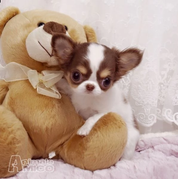 affascinante femminile e maschi chihuahua cuccioli .