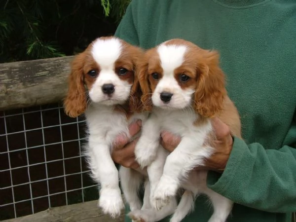 regalo cuccioli di cavalier king vivaci e molto giocherelloni.