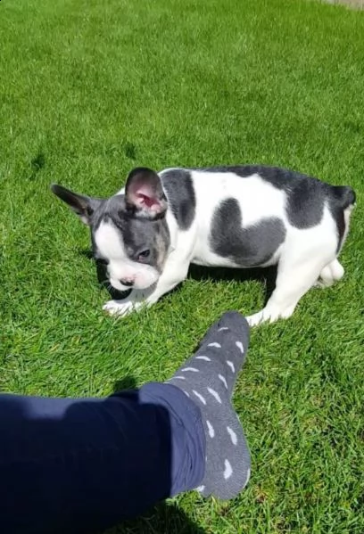 piccolissimi cuccioli di bouledogue francese