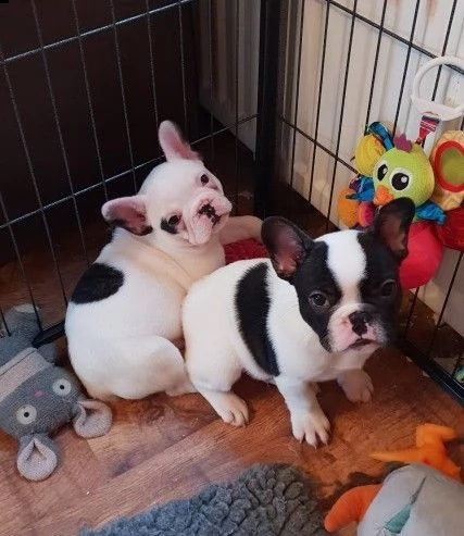 piccolissimi cuccioli di bouledogue francese | Foto 0
