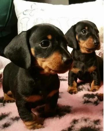 disponibili cuccioli bassotto