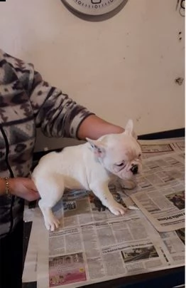 cuccioli razza french bulldog