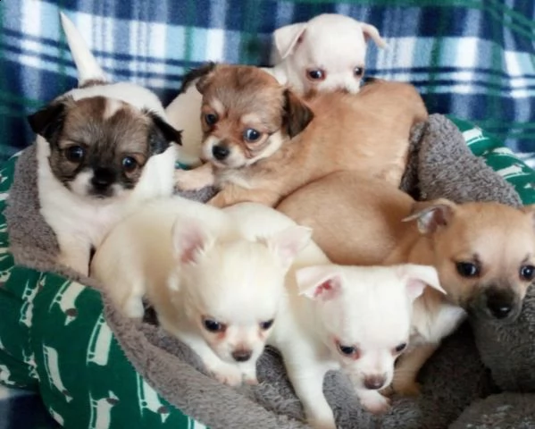 cuccioli di chihuahua maschio e femmina