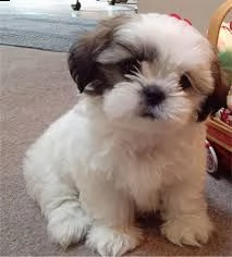 cuccioli di shih tzu maschio/femmina