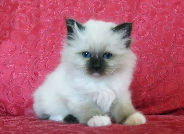 gattini sacro di birmania 75gg