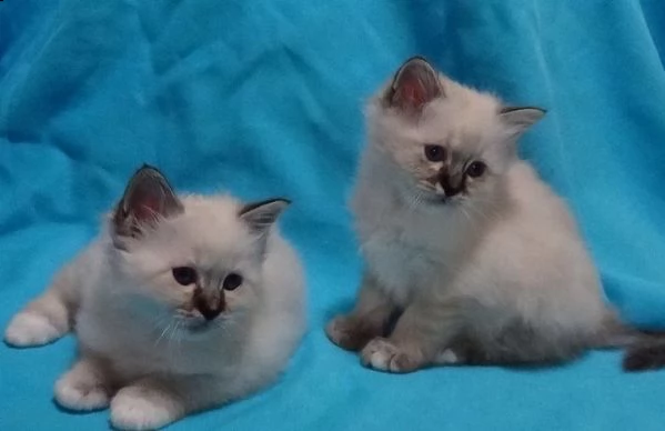 bellissimi gattini sacro di birmania