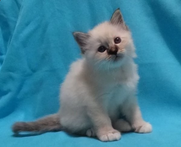 bellissimi gattini sacro di birmania | Foto 0