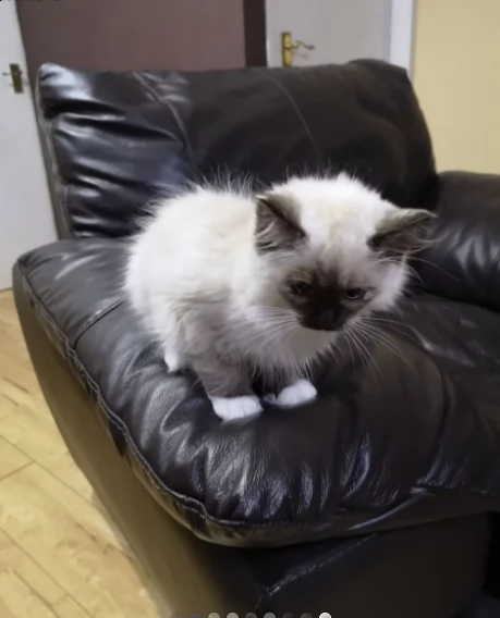 ragdoll con pedigree anfi | Foto 0