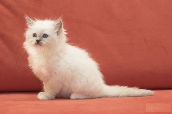 ragdoll con pedigree anfi