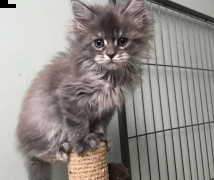 favolosi cuccioli maine coon | Foto 0