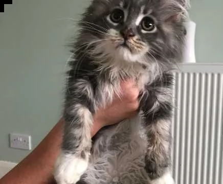 favolosi cuccioli maine coon