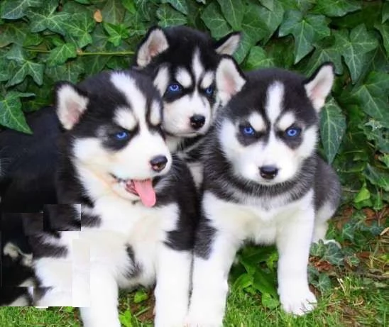 cuccioli di husky maschio e femmina