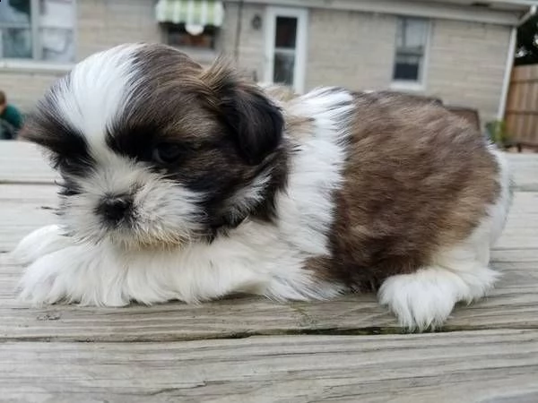 shih-tzu cuccioli consegna a domicilio