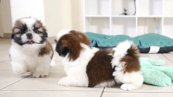 stupendi cuccioli shihtzu