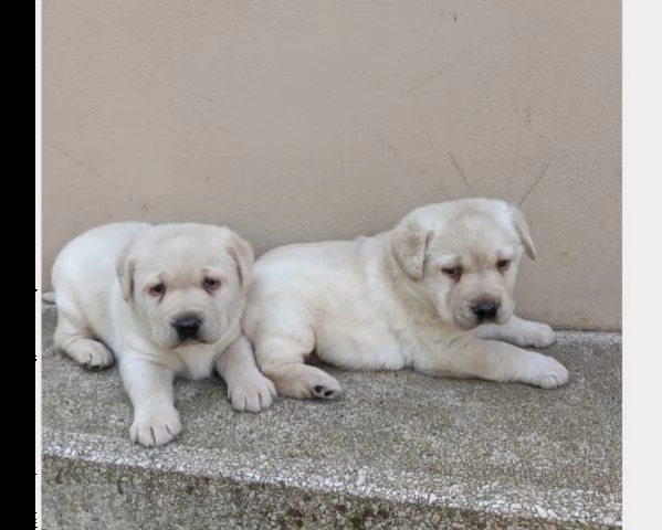 labrador