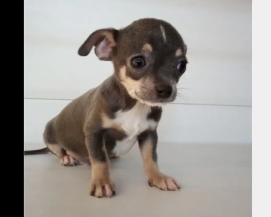 chihuahua blu cucciolo consegna a domicilio