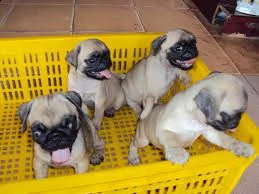 simpatici cuccioli di carlino per adozione
