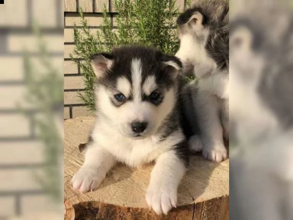 cuccioli di siberian husky di alta qualità | Foto 1