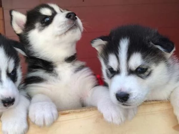 cuccioli di siberian husky di alta qualità