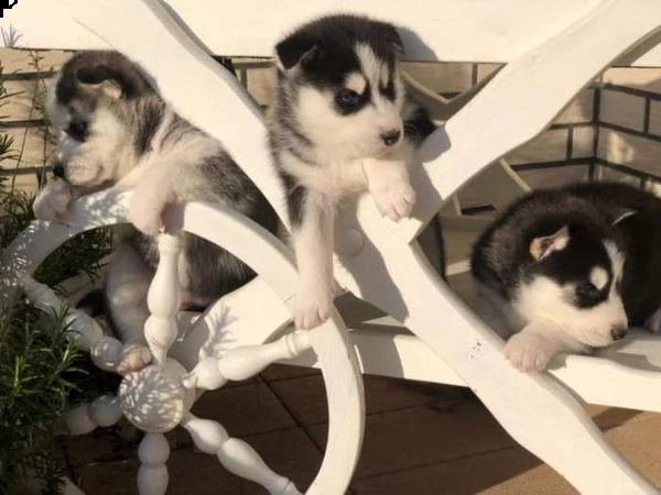 cuccioli di siberian husky di alta qualità | Foto 0