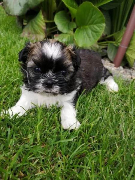 cuccioli di yorkshire
