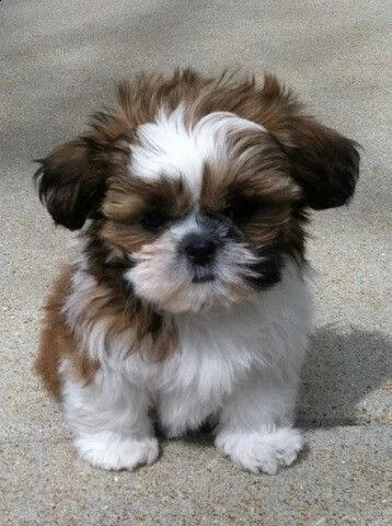 regalo shih-tzu  toy