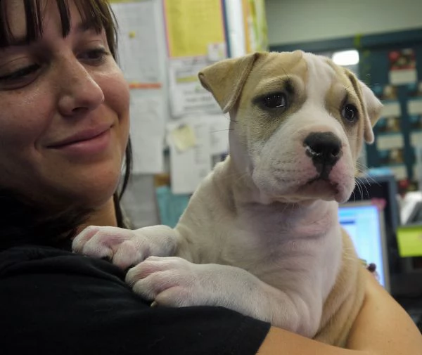 due cuccioli di shr pei  disponibili per l'adozione. 