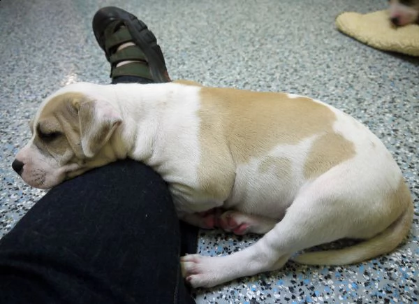 due cuccioli di shr pei  disponibili per l'adozione.  | Foto 0
