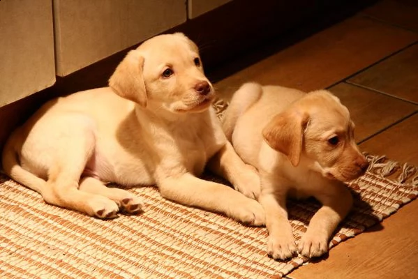 due cuccioli di labrador disponibili per l'adozione.