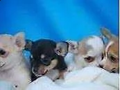 cucciolo di pincher chiwawa mini mini toy buonissimo intrigantissimo