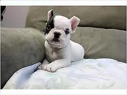 affettuosi cucciolo di bull dog francese gentilissimi perfettissimi