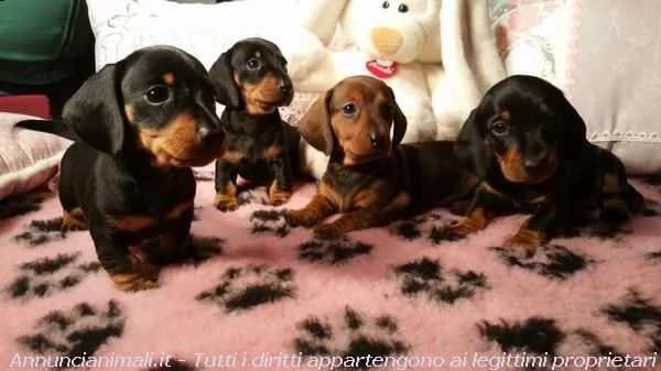 disponibili cuccioli bassotto pelo corto | Foto 1