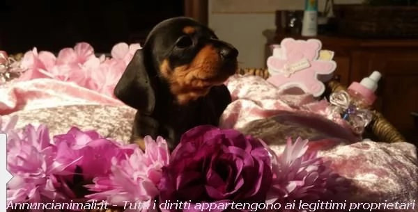 disponibili cuccioli bassotto pelo corto | Foto 0