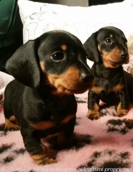 disponibili cuccioli bassotto pelo corto