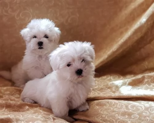 cuccioli maltese  | Foto 0